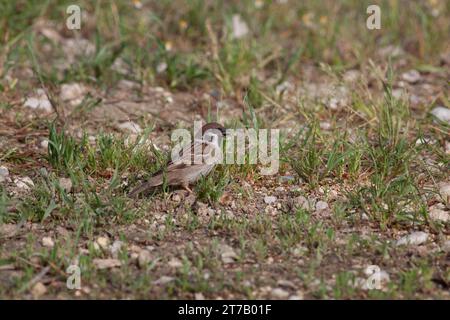 Uccello nella natura selvaggia con sfondo non concentrato Foto Stock