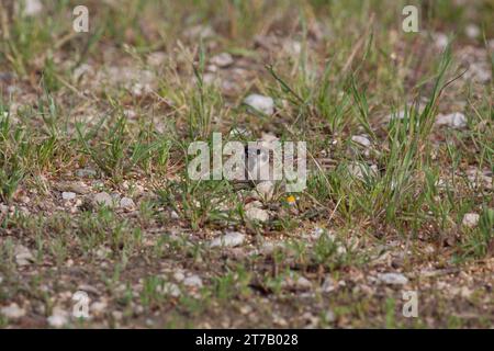 Uccello nella natura selvaggia con sfondo non concentrato Foto Stock