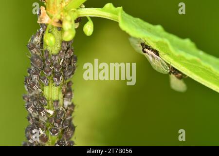 Formiche su una foglia vegetale Foto Stock