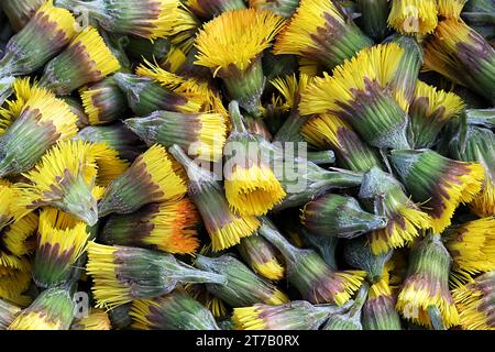 Coltsfoot, Tussilago farfara, noto anche come mosto di tosse, fiore di primavera medicinale selvatico proveniente dalla Finlandia Foto Stock