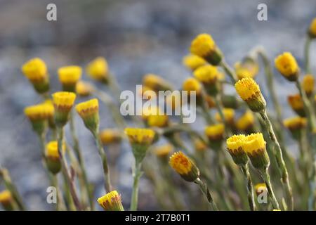 Coltsfoot, Tussilago farfara, noto anche come mosto di tosse, fiore di primavera medicinale selvatico proveniente dalla Finlandia Foto Stock