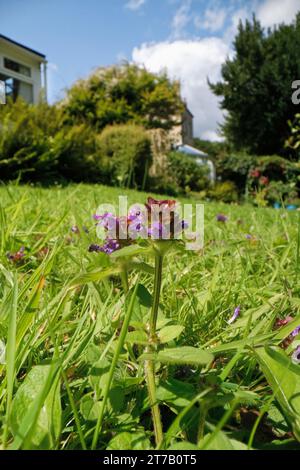 Selfheal (Prunella vulgaris) che fiorisce in un prato da giardino lasciato non falciato per consentire ai fiori selvatici di fiorire per sostenere gli insetti impollinanti, Wiltshire, Regno Unito, luglio Foto Stock