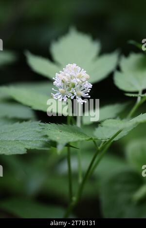 Baneberry, Actaea spicata, nota anche come Bugbane, Herb christopher o Toadroot, pianta velenosa selvatica proveniente dalla Finlandia Foto Stock