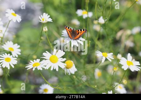 Piccola farfalla a guscio di tartaruga, Aglais urticae, che si nutre di Mayweed senza centro, Tripleurospermum inodorum Foto Stock