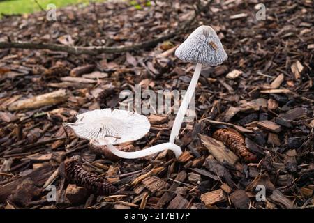 Concetti di funghi del nord-ovest del pacifico selvaggio. Foto Stock