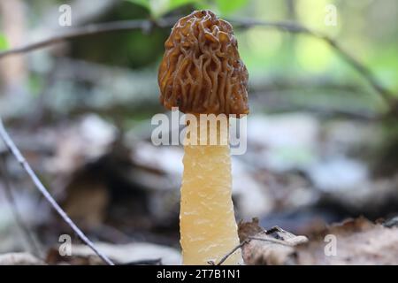 Verpa bohemica, conosciuta come il primo morel, il primo falso morel o il cappellino a ditale rugoso, fungo commestibile selvatico proveniente dalla Finlandia Foto Stock