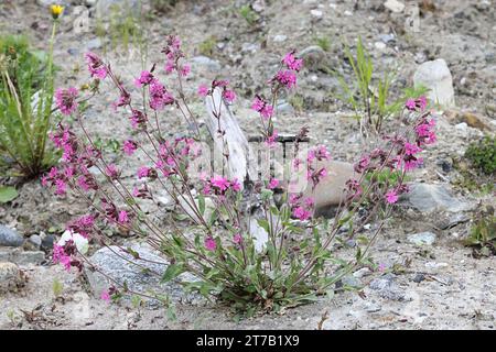 Silene dioica, comunemente nota come campion rosso o mosca di gatto rossa, pianta selvatica dalla Finlandia Foto Stock
