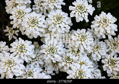 Iberis sempervirens, l'Evergreen candytuft o perenne candytuft, un fiore primaverile Foto Stock