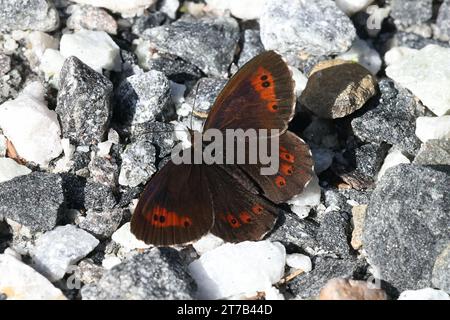 Erebia ligea, comunemente conosciuta come Arran Brown, una farfalla di boccoli dalla Finlandia Foto Stock