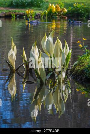 Vista dei laghi e delle piante dei giardini d'acqua di Longstock, Stockbridge, Hampshire, Inghilterra, Regno Unito in una brillante giornata primaverile. Foto Stock