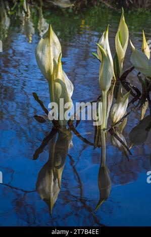 Vista dei laghi e delle piante dei giardini d'acqua di Longstock, Stockbridge, Hampshire, Inghilterra, Regno Unito in una brillante giornata primaverile. Foto Stock