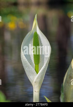 Vista dei laghi e delle piante dei giardini d'acqua di Longstock, Stockbridge, Hampshire, Inghilterra, Regno Unito in una brillante giornata primaverile. Foto Stock