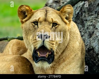 Un cucciolo di leone arroccato in cima a un affioramento roccioso, con la bocca aperta in un ruggito Foto Stock