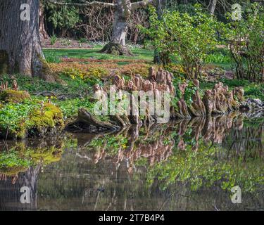 Vista dei laghi e delle piante dei giardini d'acqua di Longstock, Stockbridge, Hampshire, Inghilterra, Regno Unito in una brillante giornata primaverile. Foto Stock