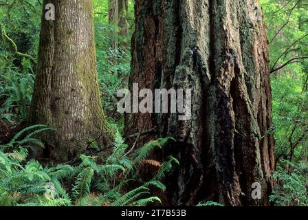 Douglas abeti e cicuta occidentale (Picea sitchensis) su Pawn Trail, Siuslaw National Forest, Oregon Foto Stock