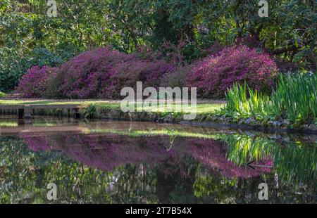 Vista dei laghi e delle piante dei giardini d'acqua di Longstock, Stockbridge, Hampshire, Inghilterra, Regno Unito in una brillante giornata primaverile. Foto Stock