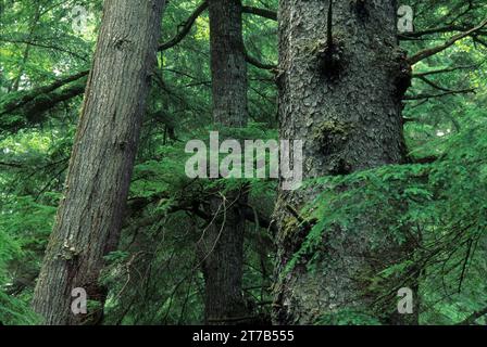 Abete rosso di Sitka (Picea sitchensis) e hemlock occidentale (Picea sitchensis) sul Mike Miller Educational Trail, Mike Miller Educational Trail, Newport, Oregon Foto Stock