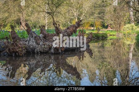 Vista dei laghi e delle piante dei giardini d'acqua di Longstock, Stockbridge, Hampshire, Inghilterra, Regno Unito in una brillante giornata primaverile. Foto Stock