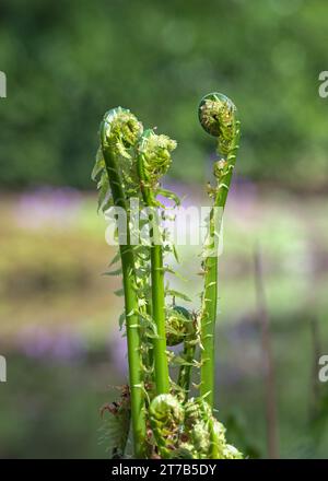 Vista dei laghi e delle piante dei giardini d'acqua di Longstock, Stockbridge, Hampshire, Inghilterra, Regno Unito in una brillante giornata primaverile. Foto Stock