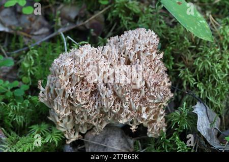 Ramaria botrytis, comunemente noto come il corallo raggruppato, il fungo corallino con punta rosa, o il corallo cavolfiore, fungo selvatico dalla Finlandia Foto Stock