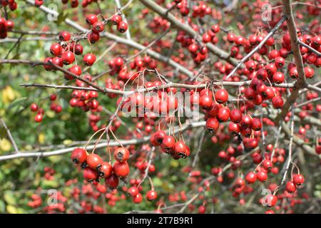 Diramazione con frutti rossi maturi di biancospino Foto Stock