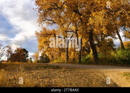 L'High Line Canal Trail a Denver, Colorado, con maestosi alberi di Cottonwood che costeggiano il percorso in autunno. Foto Stock