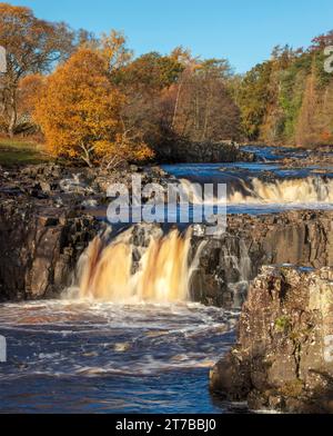 Una vista autunnale presso la cascata Low Force vicino a Bowlees nella parte superiore di Teesdale, nella contea di Durham Foto Stock