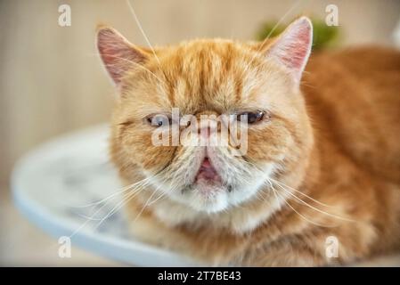 Primo piano di un gatto Shorthair esotico allo zenzero seduto in un piatto Foto Stock