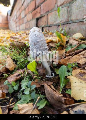 Coprinus comatus, noto come il cappuccio di inchiostro sciocco, parrucca da avvocato, o fungo di criniera sciagurata. Foto Stock