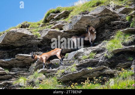 Due capre selvatiche che si stendono su ripide colline di montagna delle Alpi svizzere, Svizzera Foto Stock