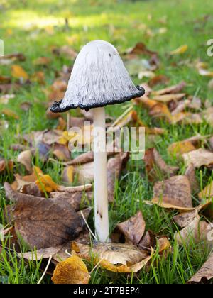 Coprinus comatus, noto come il cappuccio di inchiostro sciocco, parrucca da avvocato, o fungo di criniera sciagurata. Foto Stock