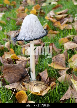 Coprinus comatus, noto come il cappuccio di inchiostro sciocco, parrucca da avvocato, o fungo di criniera sciagurata. Foto Stock