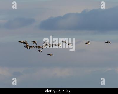 Un gregge di oche Brent dai capelli scuri, Branta bernicla bernicla, in volo. Foto Stock