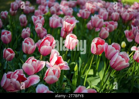 Tulipani rosa da Gothenburg in primavera Foto Stock