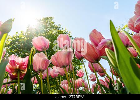 Tulipani rosa da Gothenburg in primavera Foto Stock