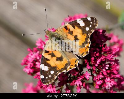 Primo piano di farfalla donna dipinta (Cynthia cardui ou Vanessa cardui) che si nutrono di fiori valeriani (Centrenthus ruber) Foto Stock