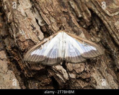 Cydalima perspectalis, la falena dell'albero, che poggia sulla corteccia di un albero. Foto Stock