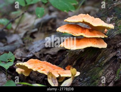 Primo piano del fungo Chicken of the Woods (laetiporus) che cresce sul tronco di un albero morto nel nord del Minnesota negli Stati Uniti Foto Stock