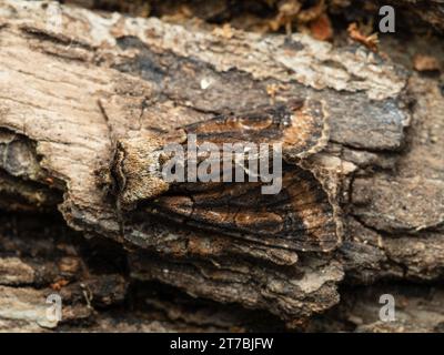 Allophyes oxyacanthae, la falena della Mezzaluna verde, che poggia sulla corteccia di un albero. Foto Stock