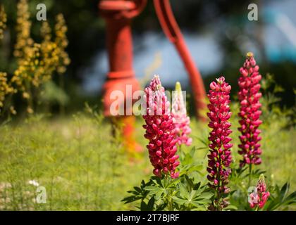 Primo piano di Lupine rossa/rosa (LUPINUS POLYPHYLLUS) che cresce in giardino con una vecchia pompa d'acqua rossa e fiori gialli su sfondo bokeh Foto Stock