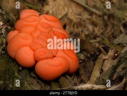 Chiusura del latte di lupo (Lycogala Epidendrum) muffa dei corpi fruttiferi che crescono nella Chippewa National Forest, Minnesota settentrionale USA Foto Stock