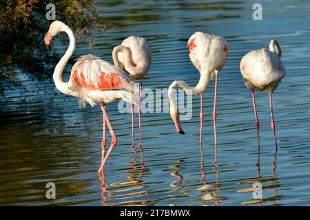 Quattro fenicotteri (Phoenicopterus ruber) in acqua, in Camargue è una regione naturale si trova a sud di Arles, Francia Foto Stock