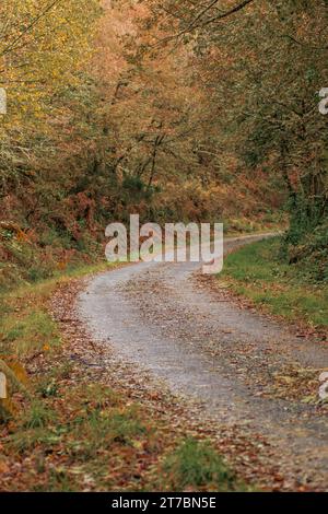 CURVA DI UNA STRADA DI CAMPAGNA IN UNA FORESTA DECIDUA AUTUNNALE Foto Stock