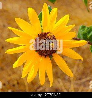 Un bellissimo e vistoso girasole o elianto che viene visitato da due api e un piccolo ragno in un caldo e secco tardo pomeriggio estivo a Benbrook, T. Foto Stock