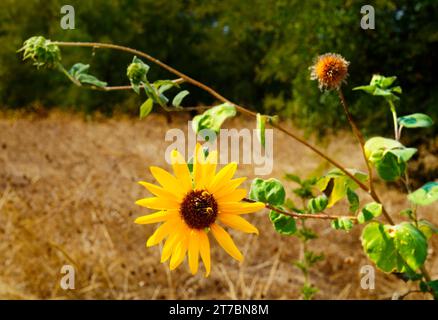 Un bellissimo e vistoso girasole o elianto che viene visitato da due api e un piccolo ragno in un caldo e secco pomeriggio di tarda estate a Benbrook, Texas Foto Stock