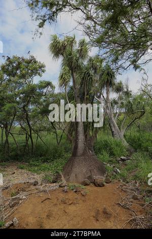 Alberi di palma a piede di elefante e alberi di Tamarind bianchi che crescono nei giardini botanici del cratere Koko a Honolulu, Oahu, Hawaii, USA Foto Stock