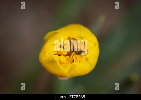 Immagine macro di un bocciolo di Leopard aperto vista dall'alto. Foto Stock