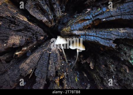 Due funghi che crescono all'interno di un ramo d'albero in decomposizione. Foto Stock