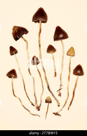 Psilocybe semilanceata "Liberty Cap" "Magic Mushroom" Foto Stock