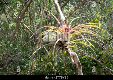 Bromeliade Tillandsia che cresce selvaggia sul tronco di un albero. Le bromeliadi sono una famiglia di piante che comprende oltre 3.000 specie, molte delle quali sono native Foto Stock